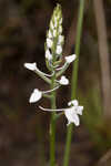 Snowy orchid